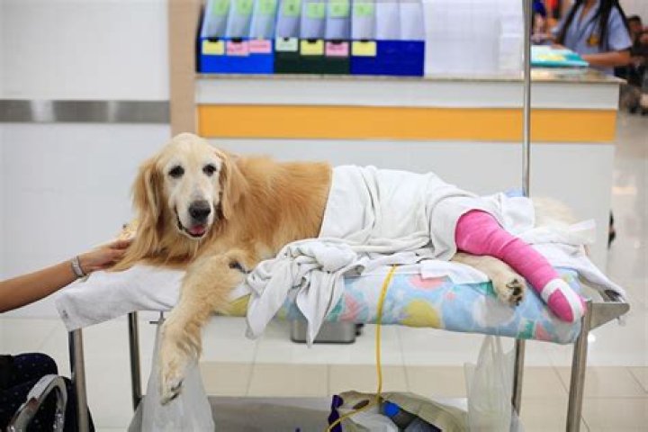 Dog Got Hit By Car Can T Afford Vet