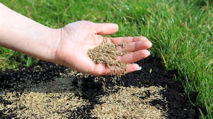 Fast growing grass seed - How To Discuss