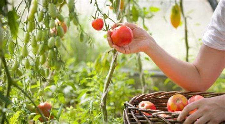 Full-content Harvest - How To Discuss