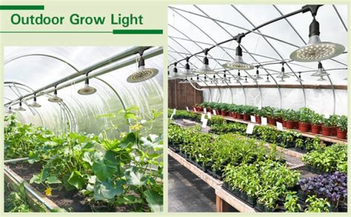 Greenhouse grow lights - How To Discuss