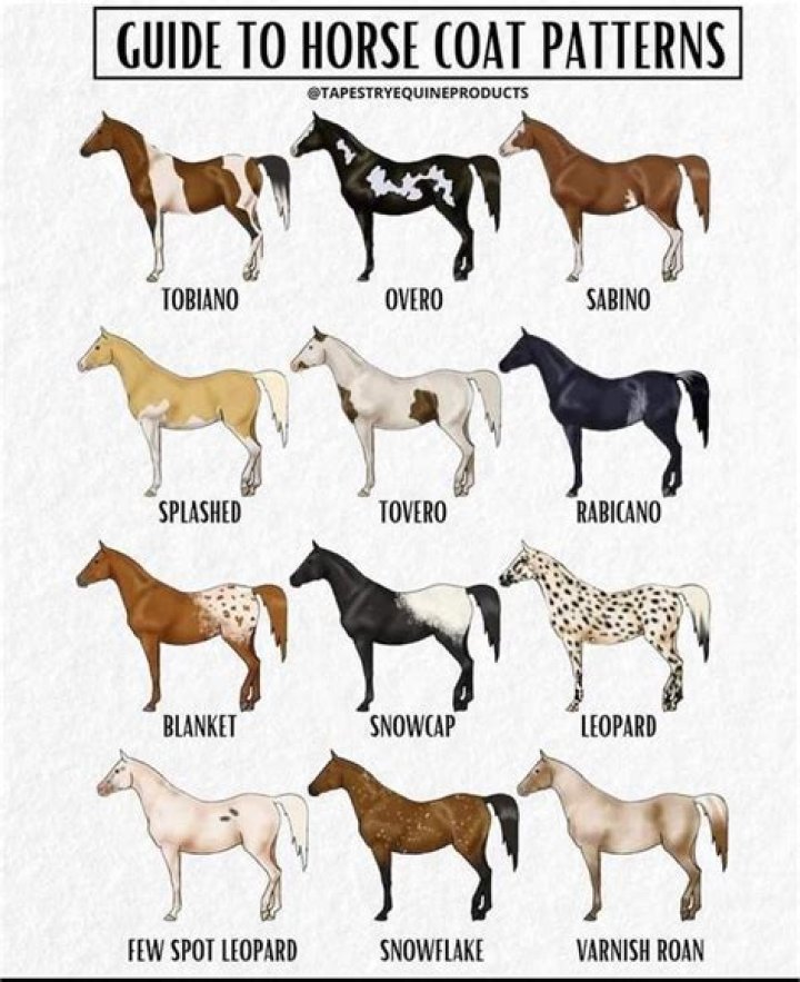 Horse colors - How To Discuss