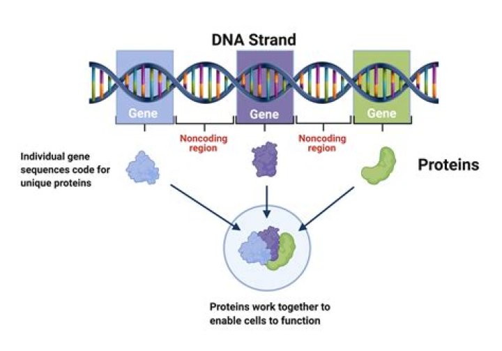 How are genes turned on and off during development?