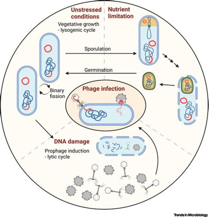 How are lysogenic phages different from lytic phages