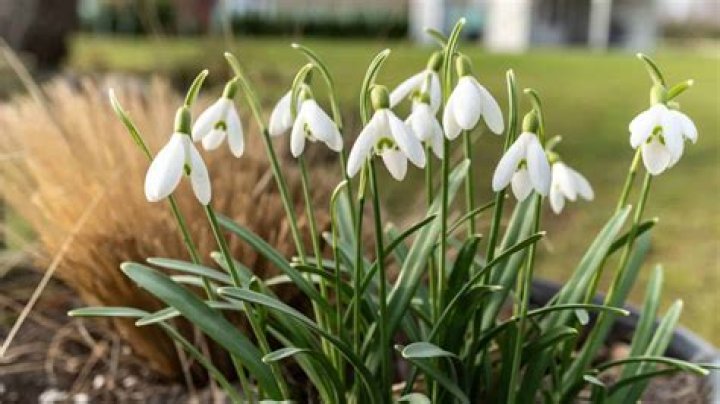 How are snowdrops pollinated