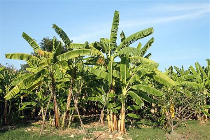 How big do banana trees get