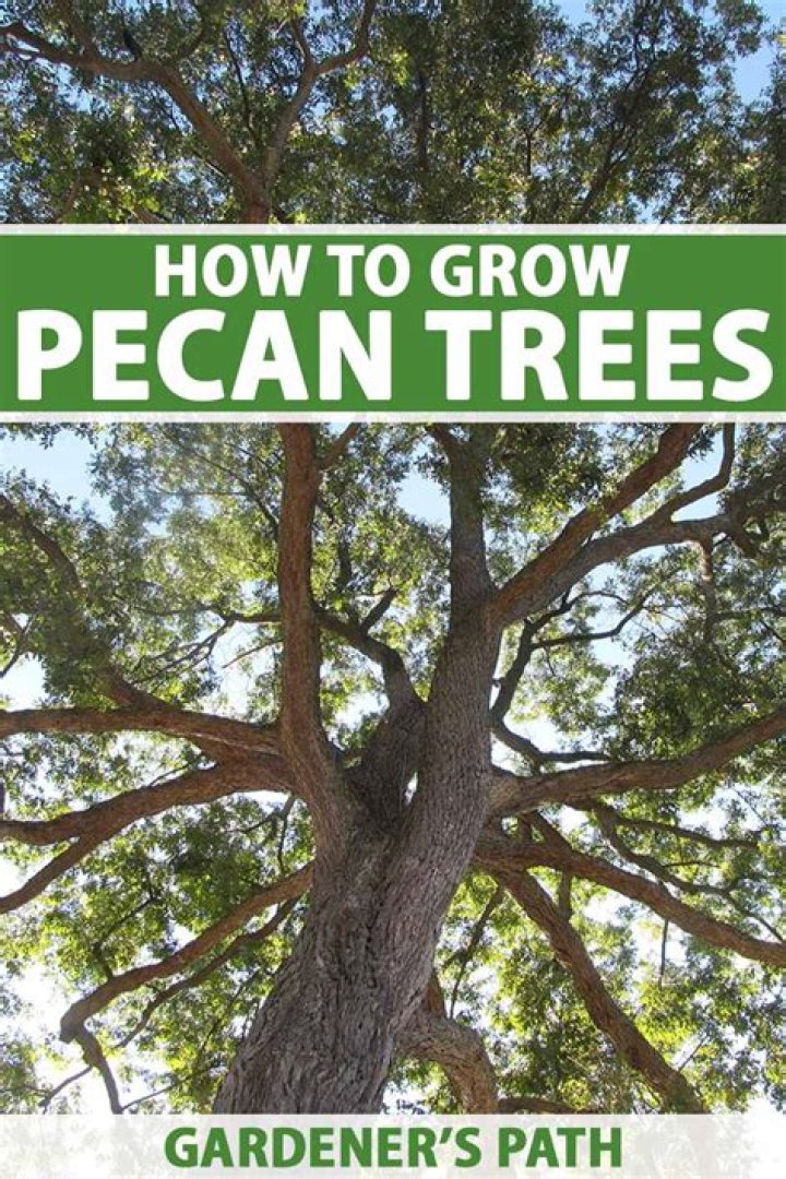How big does a pecan nut tree grow