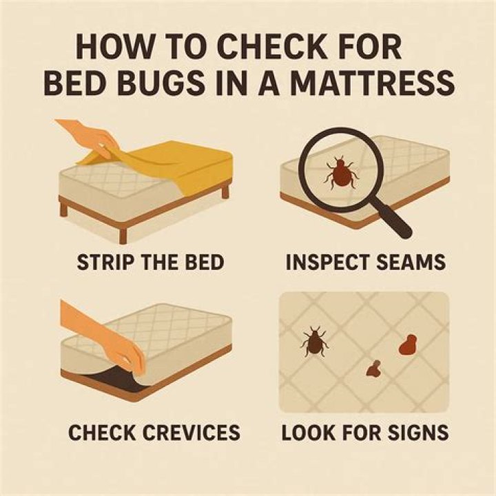 How can you tell if bed bugs are in your pillow