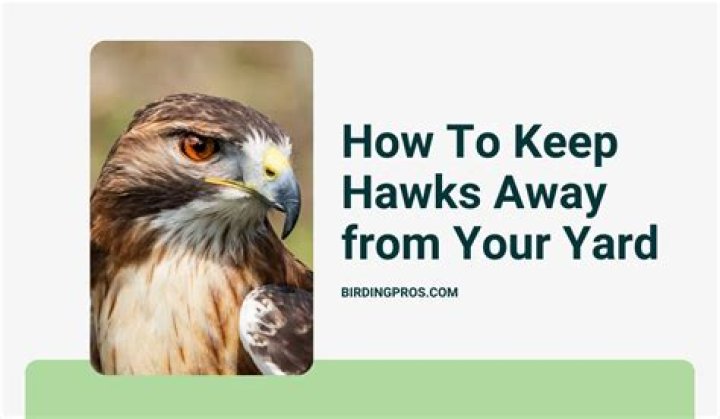 How Do I Keep Hawks Away From My Small Dog