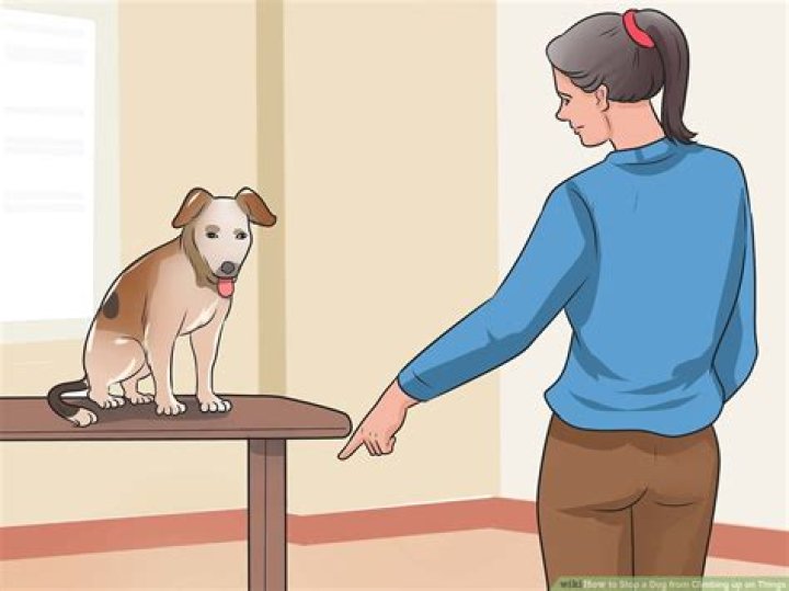 How do I stop my dog from jumping on the window sill