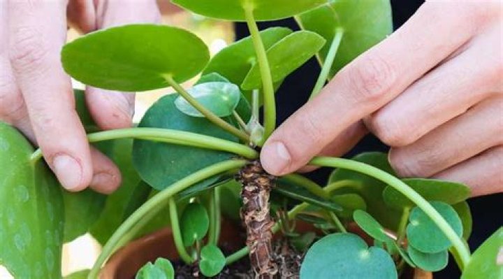 How do I take a cutting from a fuschia plant