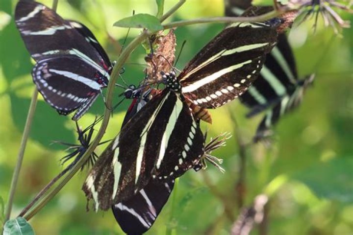 How do you attract a zebra longwing