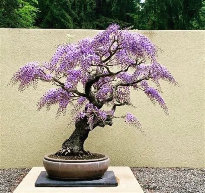 How do you germinate Wisteria bonsai seeds