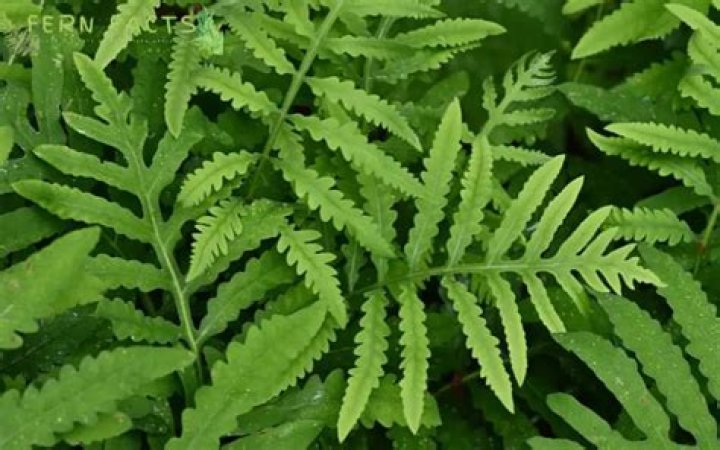 How do you grow a sensitive fern