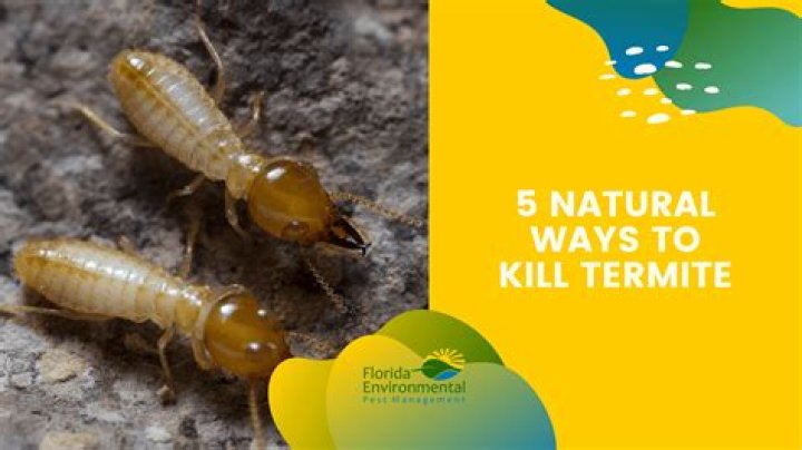How do you kill termites naturally