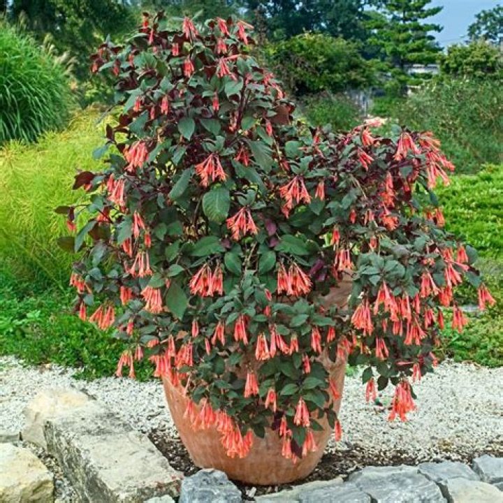 How do you overwinter Gartenmeister fuchsia