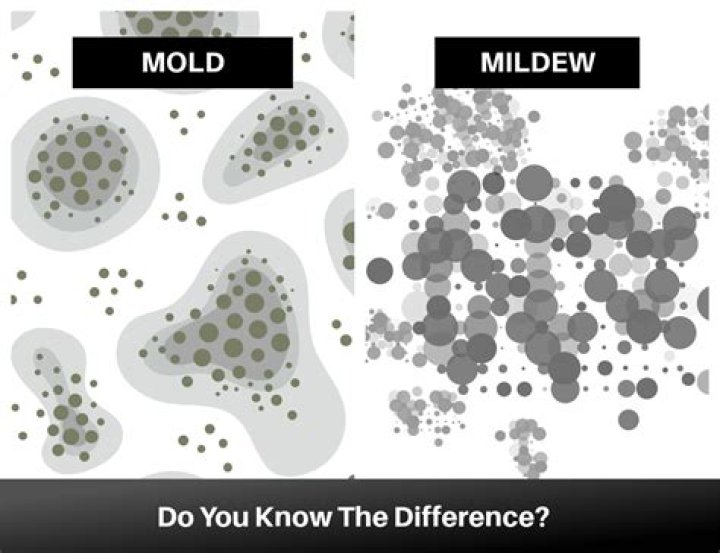 How do you remediate mildew