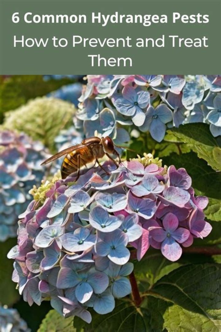 How do you treat fungus on hydrangea leaves