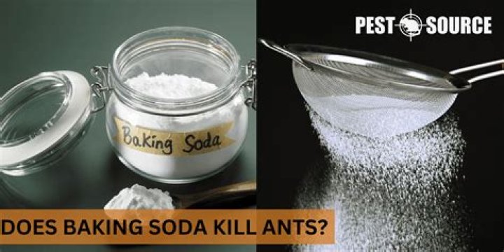 How does baking soda and sugar kill ants