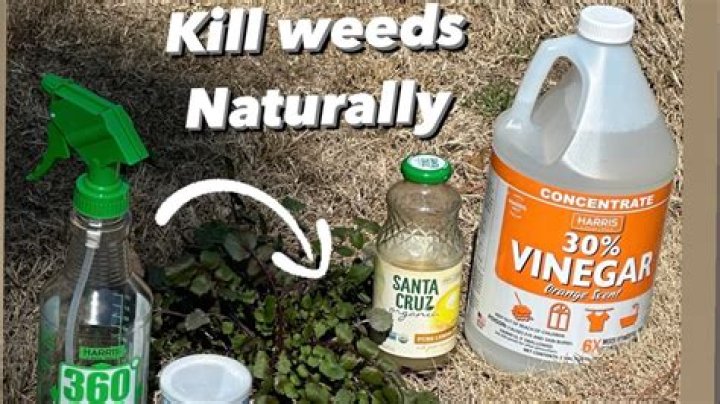How does vinegar and orange oil kill weeds