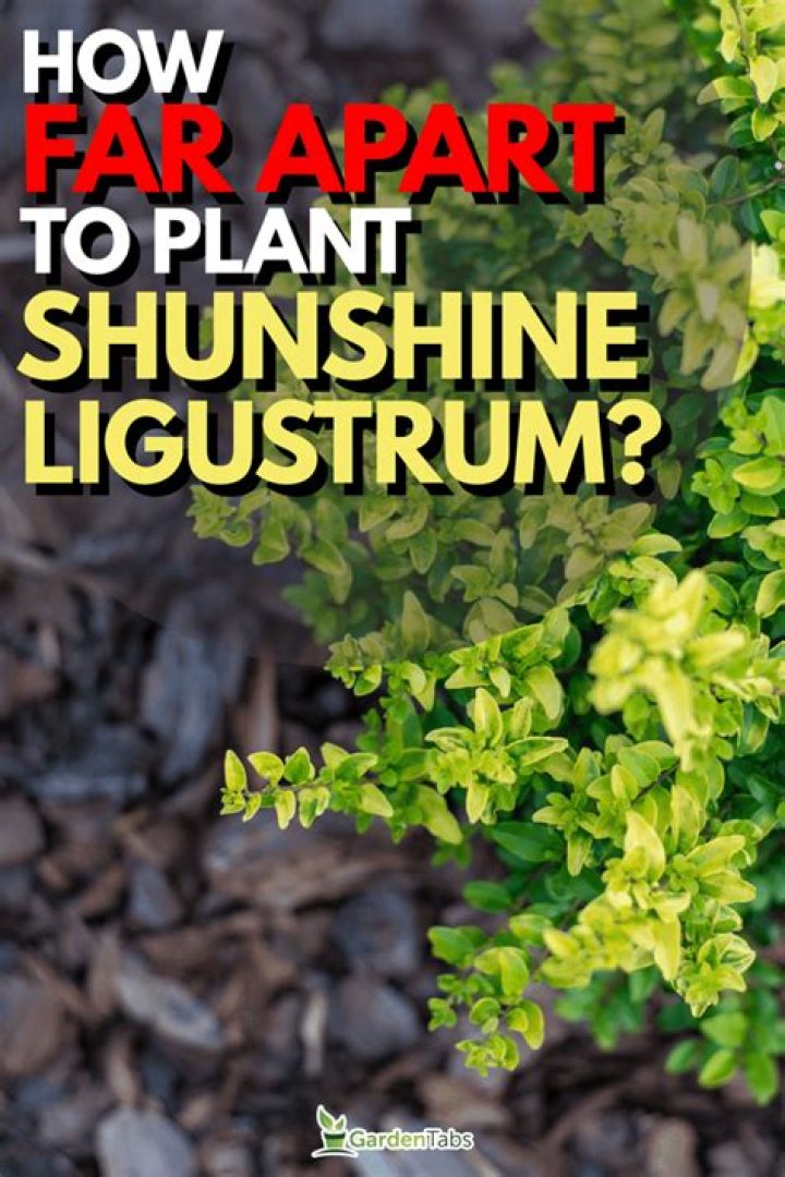 How far apart should I plant Pittosporum