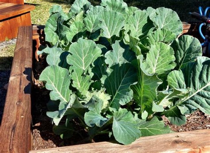 How late can you plant collards