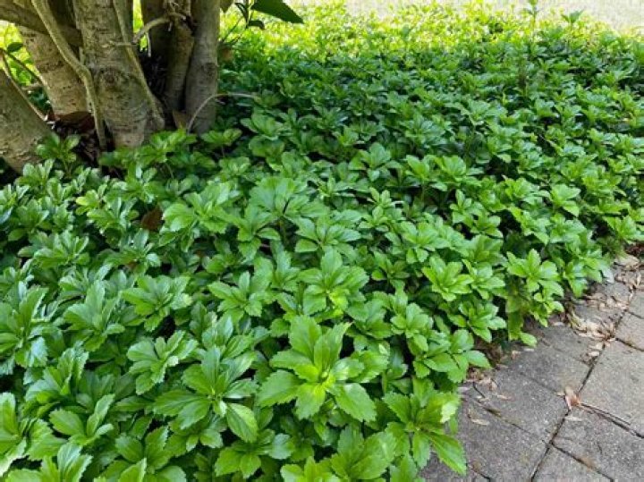 How late can you plant pachysandra