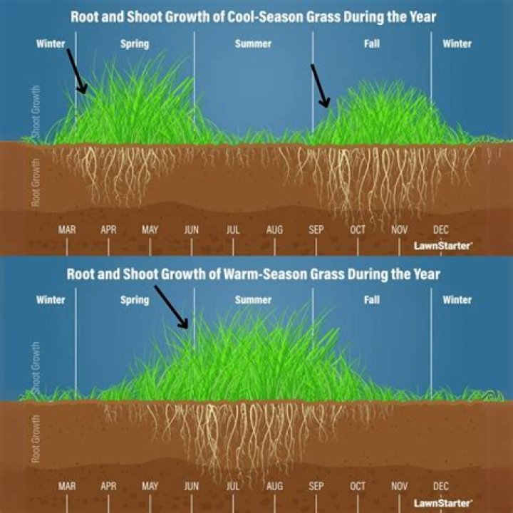 How long does it take for grass to die after using Roundup