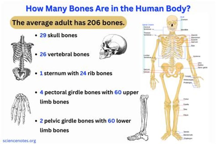 How many bones are in an animals body