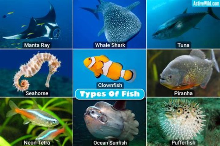How many different types of Pisces are there