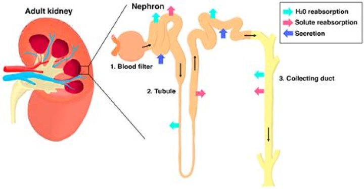 How many nephrons are there in a kidney