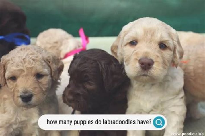 How Many Puppies Do Labradoodles Have