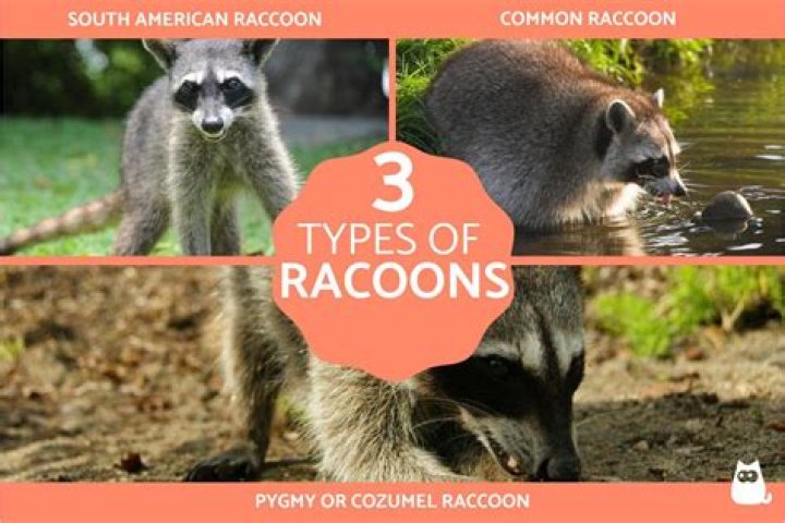How many raccoons does it take to make a coat?
