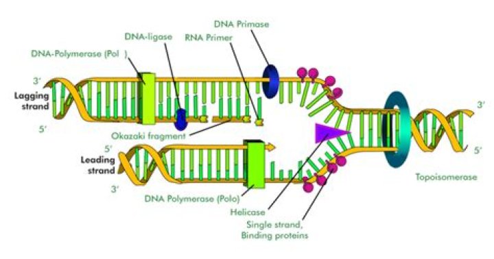 How many RNA polymerase are in E coli