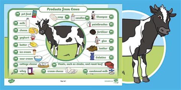 How many shoes can you make from a cow?