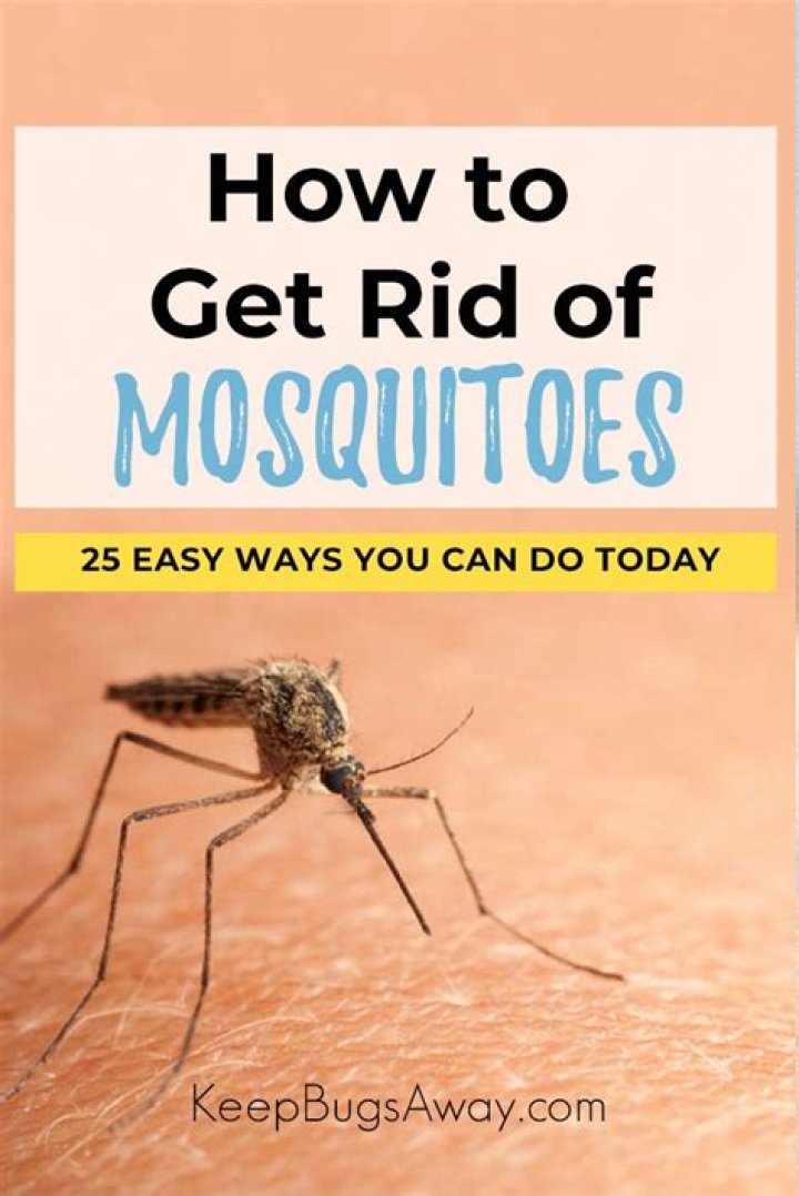 How To Keep Mosquitoes Away From Dog House