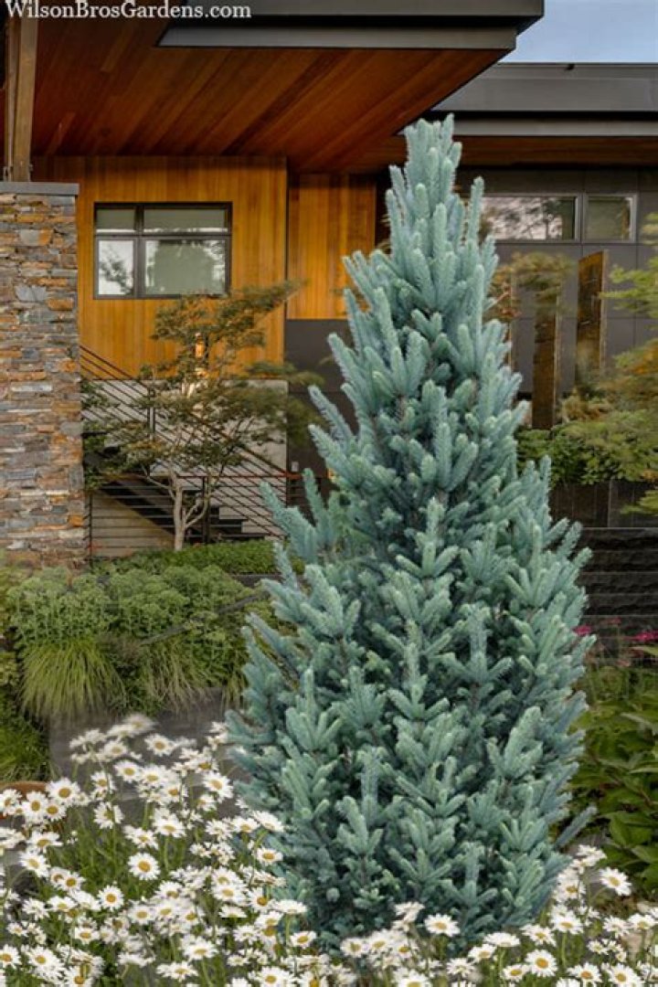 How wide does a baby blue spruce get