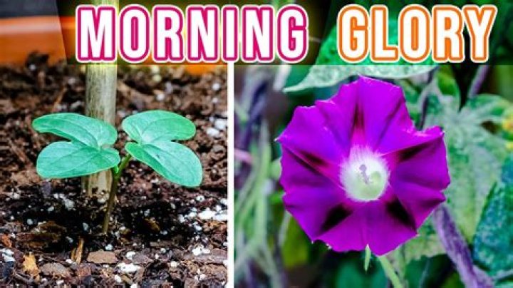 Is a morning glory a vine