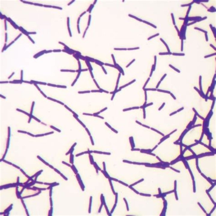 Is Bacillus megaterium Gram positive or negative
