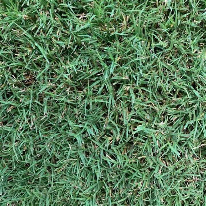 Is Bermuda grass green all year