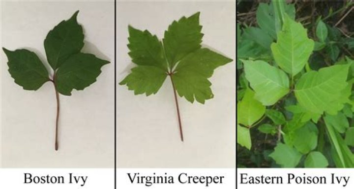 Is Boston Ivy poisonous
