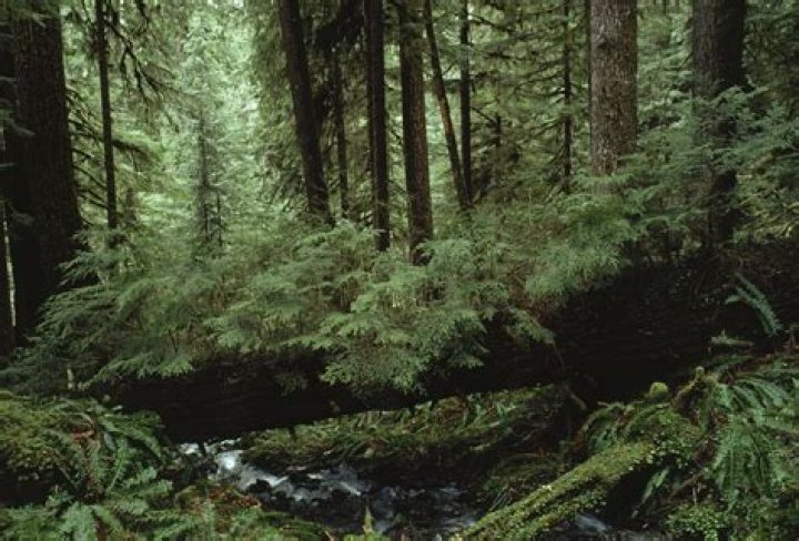 Is Forest River a good manufacturer of RVS?