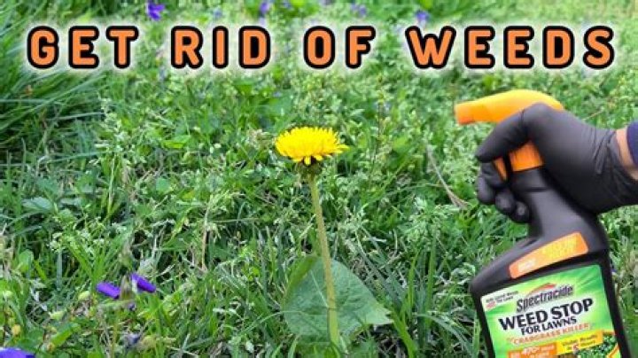 Is it safe to pull weeds after roundup