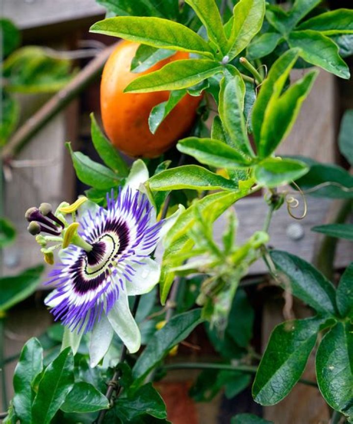 Is passion fruit the same as passion flower