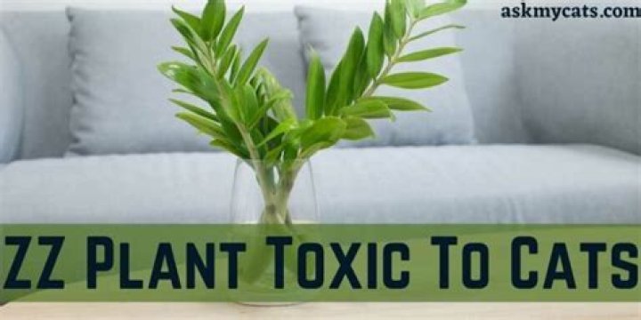 Is ZZ plant toxic