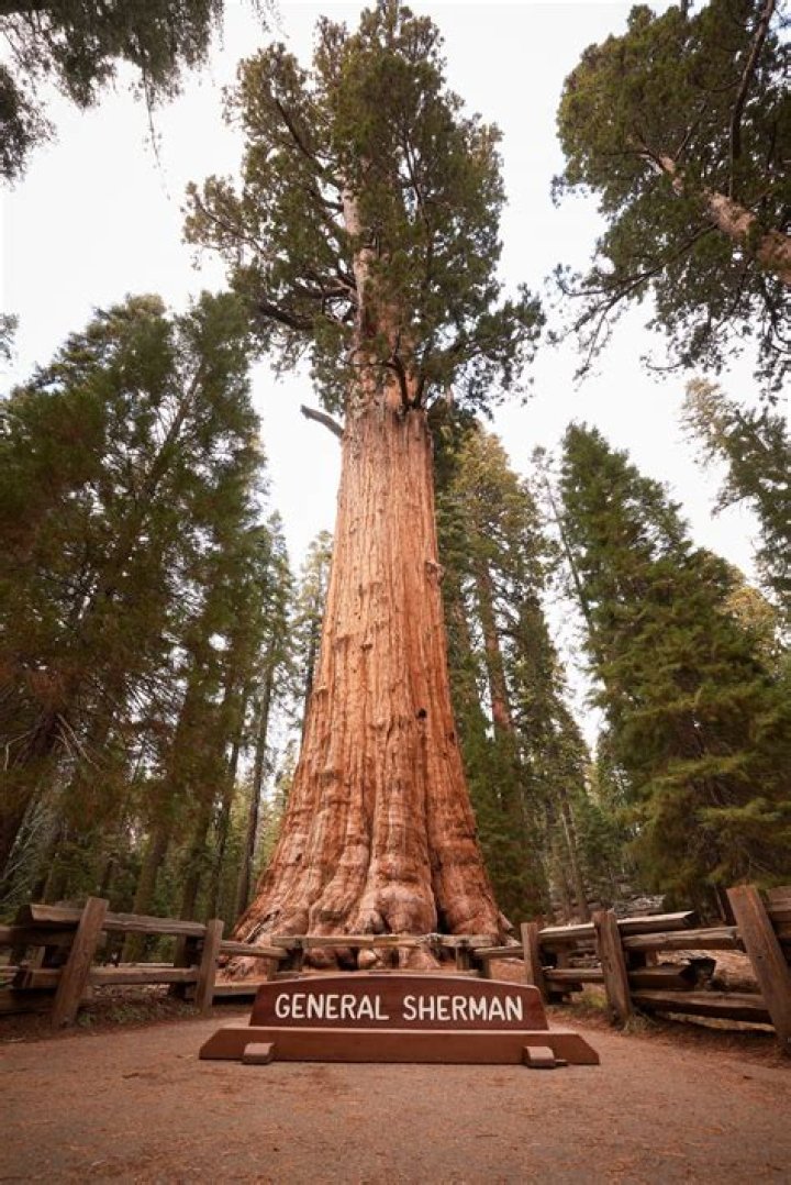 Largest Tree in the world