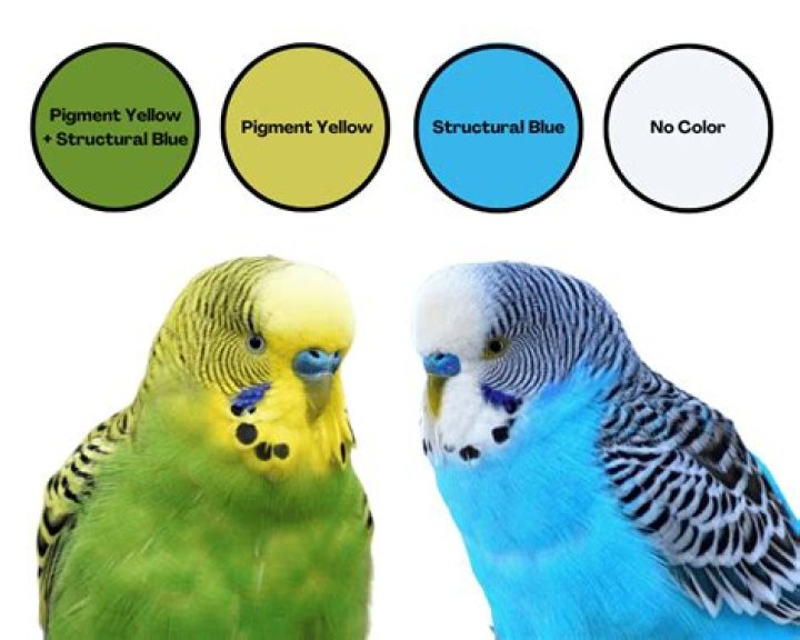 Parakeet breeding - How To Discuss