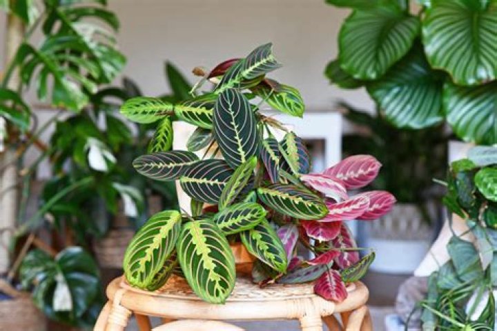 Prayer plant varieties - How To Discuss