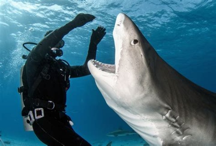 Puglia Sharks - How To Discuss