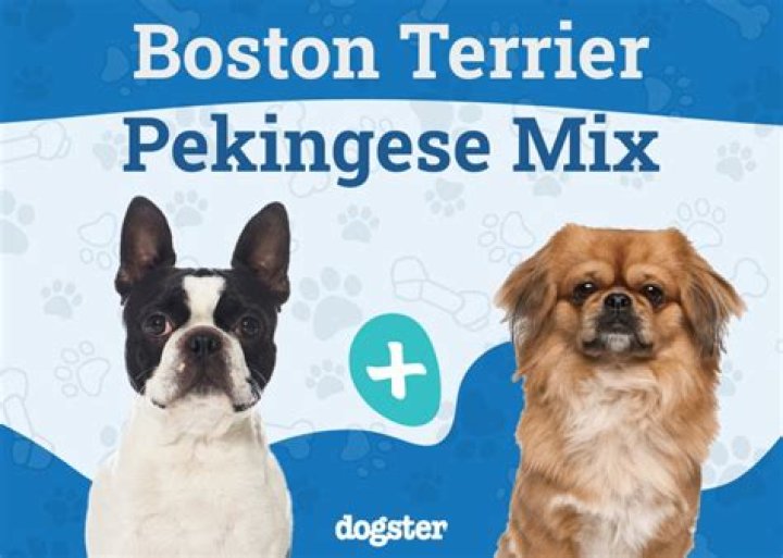 Question: How Much Does It Cost To Buy A Pekingese Dog