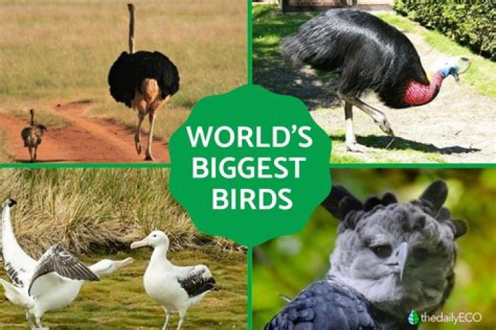 Question: What Is The Biggest Bird In North America